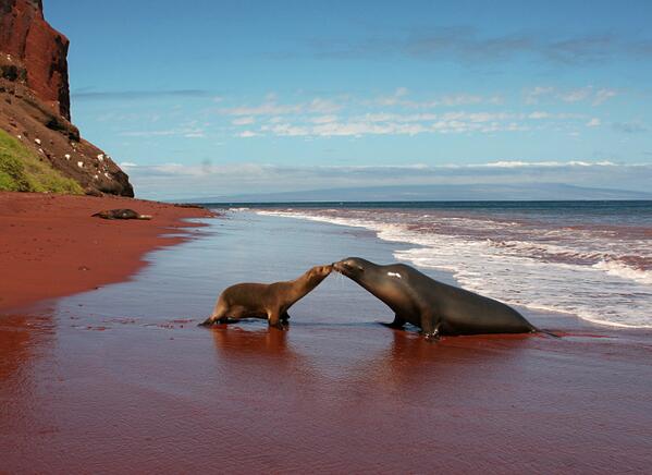 manuelavilesp's tweet photo. y conozco a mas de uno que a Miami ha ido 10 veces y no conoce Galápagos. http://t.co/bjn9LEi8DM