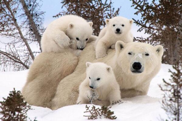 nypost's tweet image. SO CUTE! Lucky photographer captures polar bear cubs emerging from their den nyp.st/1fHOD7W
