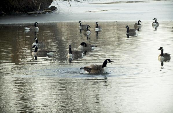 PhotographyHLM's tweet photo. More of the geese on a cold day. http://t.co/TnKIgvlkNR
