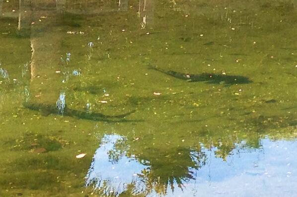 h20warrior's tweet image. I saw four of what look like small leopard sharks in Venice canals today @Venice311