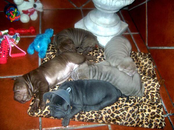 LauraPalmaG's tweet photo. Que mayores se han hecho los bebés @fannyeos86 @nandylopez2 @miriammh4r  #sharpei #bellos http://t.co/8XDYizDh5j