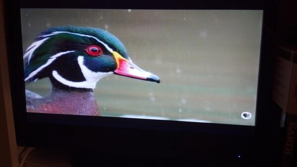 TheGlobalClass's tweet image. #TGClass - WOW!  How many different species in all?