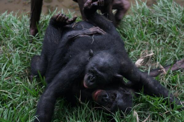Жесткое спаривание. Шимпанзе бонобо спаривание. Горилла бонобо. Бонобо семенники.