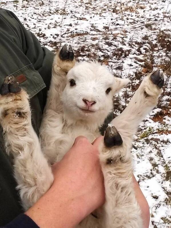 "<a href="/IncredibleViews/">Positive Vibes☀</a>: Baby lamb getting tickled " ek sou so lyk as ek nou iewers heen oppad was! <a href="/_marthine/">Marthine van Zyl</a>