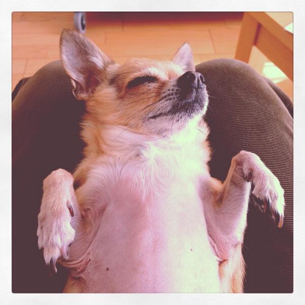 生まれ変わったら犬になりたい Trsene V Twitter 生まれ変わったら犬になりたい Trsene V Twitter