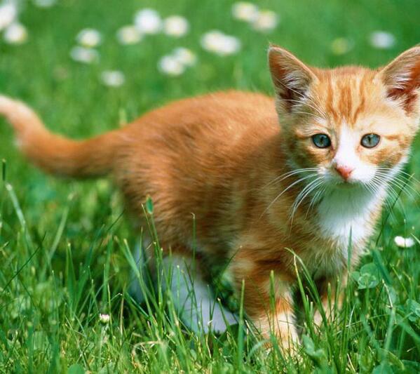 ＃かわいいと思ったらRT！
＃猫好きさんと繋がりたい！
＃猫の恩返し