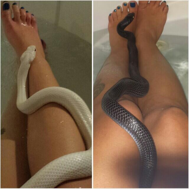 The babies are going to shed again soon. They love not - too - warm baths and extra cage humidity http://t