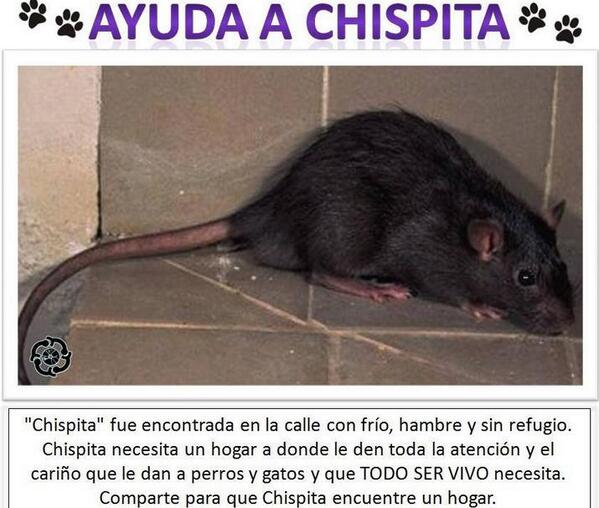 elhigadodmarita's tweet photo. LLAMADO DE URGENCIA a dignísimos defensores de animales. Alguno se anima a darle cobijo a"Chispita"? #AVerPues ---> http://t.co/aeS9rDW2he