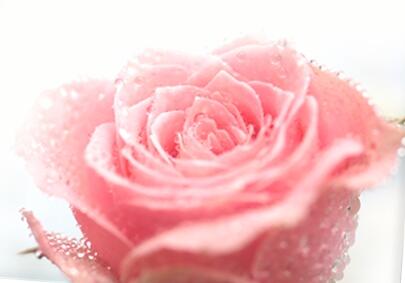 천연 장미향은 기분 전환에도 좋은것 아시죠?...
우아한 장미향이 필요하다면?...  베르뉴 [로즈워터 미니어쳐 3종 키트]를 신청하세요~
vernew.com