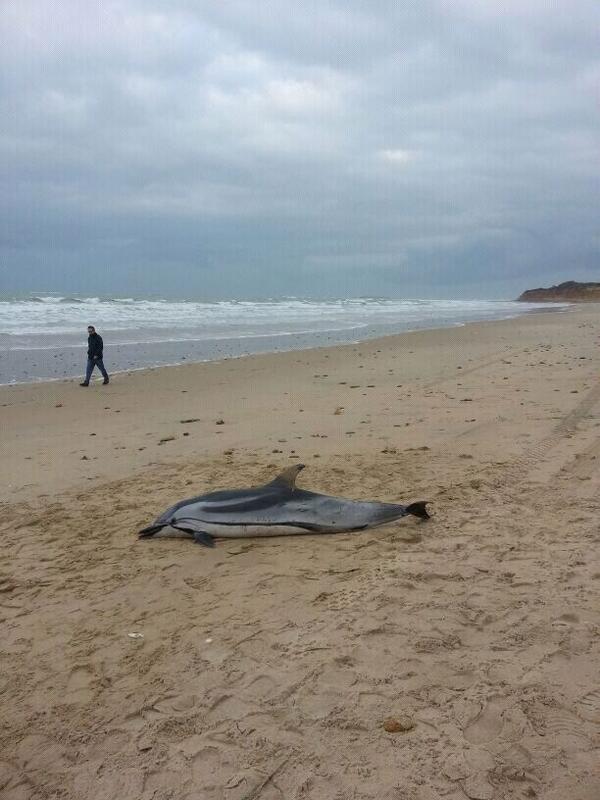 8chiclana's tweet photo. A primera hora ha aparecido un delfín en la playa de la #Barrosa de #Chiclana posiblemente golpeado por el temporal. http://t.co/LOgt8XsZ41