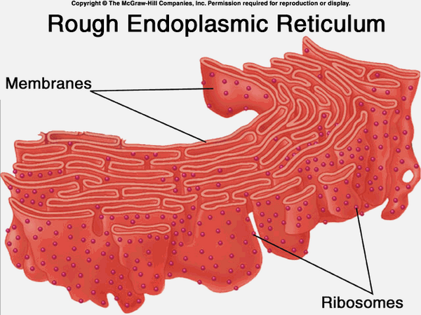 ERfessions's tweet photo. Haven't changed for a while now #ThrowbackThursday #OrganelleVote2014 http://t.co/QkaCSUiQgg