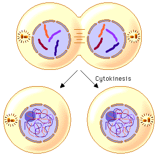 Cytoplasm_rulez's tweet photo. Break ups are the worst. Feel like I lost my other half #cytokinesis #cytoPLAYA #softtweet #imsoft #andgellike http://t.co/EZ0DF7Iijh