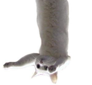 Cutesycats's tweet photo. http://t.co/yS18NSmNo3