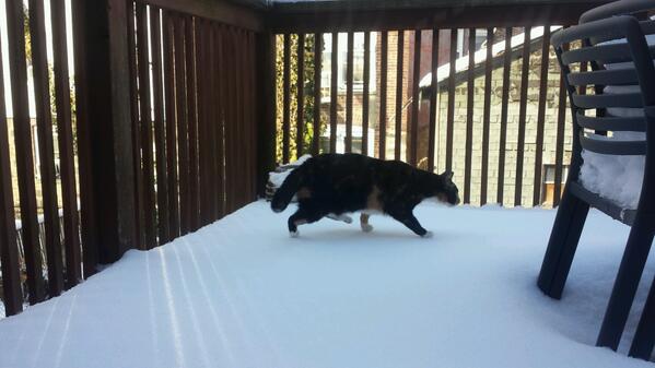 alwayscritic's tweet image. She's walking on water... #SolidIce