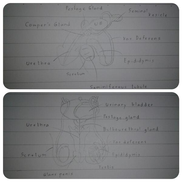 pondsk134's tweet image. เรียนชีวะจบนี่ ไปเปนจิตรกรได้เลยนะ -0- 
#MaleReproductiveSystem