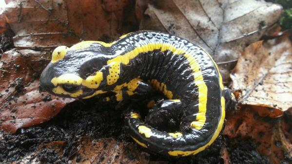 De vuursalamansers zijn gearriveerd bij DoeZoo heel erg gaaf