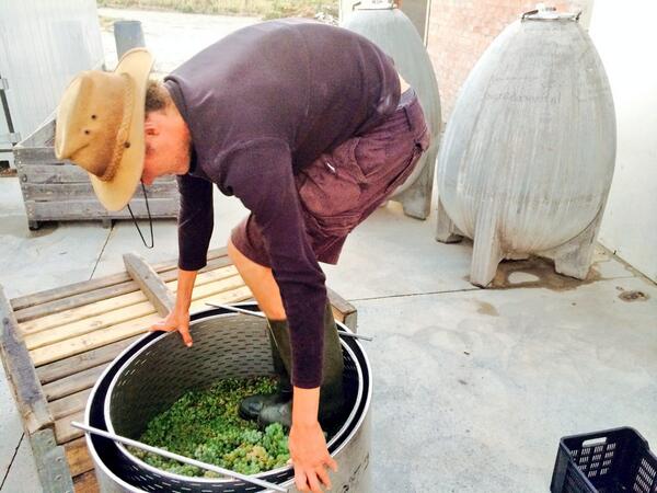 Forget modern technology - foot is the way forward #chenin #harvest2014