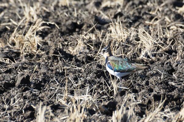 春日部市 Twitterren かすかべの野鳥16 タゲリ 冬の田んぼに 派手な鳥がいました 妙な形の頭に緑色に光る羽 日本には主に冬鳥 として渡来するそうです 警戒心が強く 近づくと猫のような声を出してふわりと舞い上がるそうです 下吉妻地内で撮影 春日部