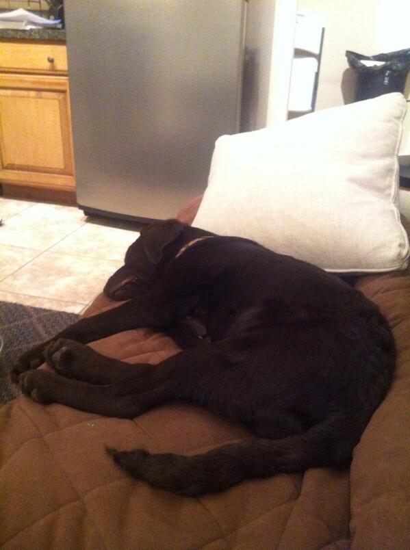 JHall_84's tweet photo. Its impossible to do homework with her snoring. @E_2tha_S http://t.co/OsBcXTukni