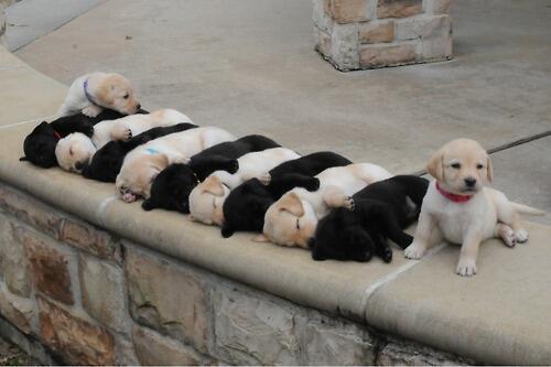 Brian_Ashcraft's tweet photo. Well, this is damn cute. (via @yakisoba) http://t.co/bTNVsV99d9