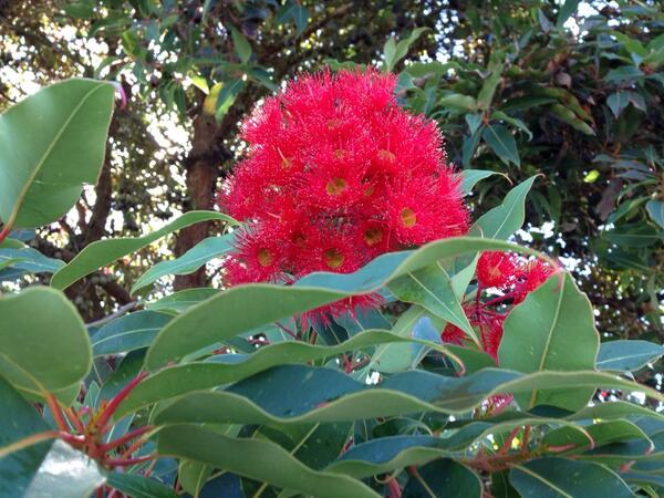Here is a pic of the beautiful NZ Pohutukawa tree. The name means "splashed by the sea" as they love coastal areas.