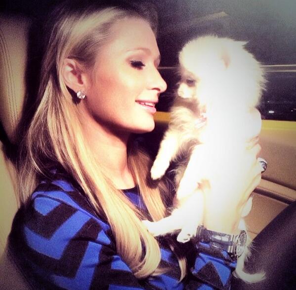 star_pets's tweet photo. Dogs never bite her - just humans.. 💎 keep strong, We ❤️❤️❤️❤️@ParisHilton❤️❤️❤️❤️ http://t.co/YDfDiXS4kI