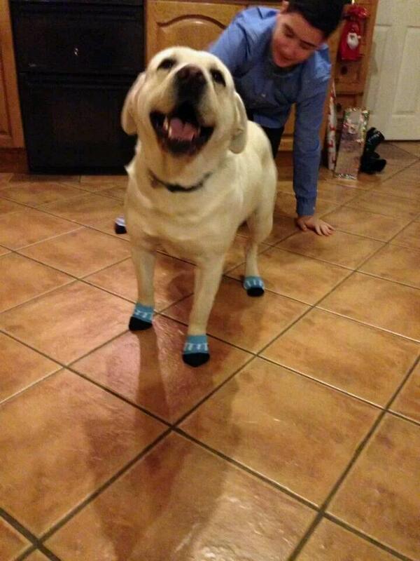 Pet Paws tweet media