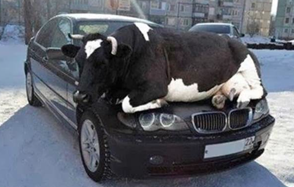 Radflek's tweet photo. In this cold weather, animals may seek the heat from your vehicle. Always have a quick check before you drive off. http://t.co/XGPt4IG1NT