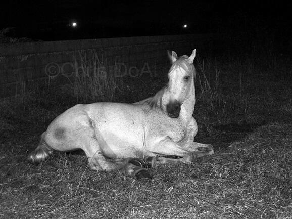 Chris_DoAl's tweet photo. #horse #photooftheday #blackandwhite #twitter #animal #caballo #Fotografia #followme #bestoftheday #nature http://t.co/ntbxhBG6Yk