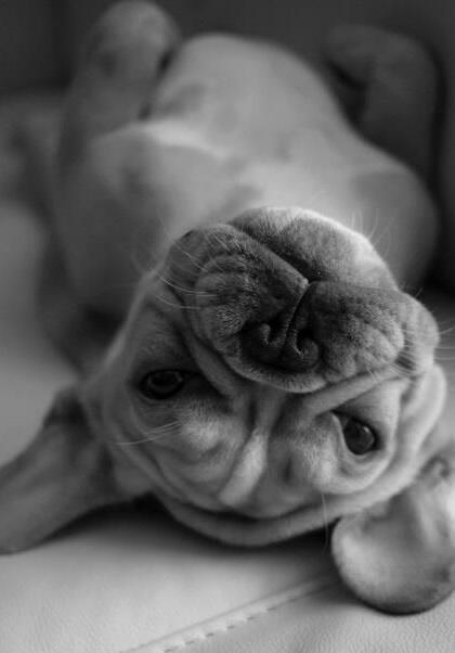 Favorite Pics: A Different View of Things | #dogs    [4a022]