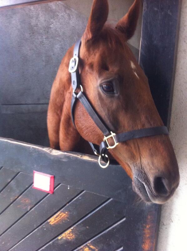 17_bob_trey_o's tweet photo. The mighty Beef Or Salmon enjoying life at The Irish National Stud http://t.co/QHXTT2fuWq