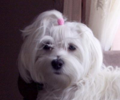WebDogsGuide's tweet photo. Top Female Dog Names : http://t.co/sduEgJt1Vg http://t.co/Z9MotN0RpB