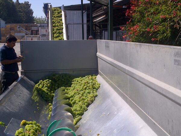 Requinguawinery's tweet photo. #ChileHarvest2014 The 2014 harvest has begun at Viña Requingua @WinesofChile http://t.co/1xZJlgkOM9