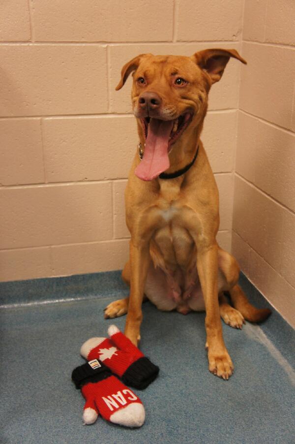 kwsphumane's tweet photo. Who is ready for the Olympic Men's Hockey game at 12? Chevy sure is! #GoCanadaGo #adoptabledog #Olympics2014 http://t.co/XAXxAI3LEq