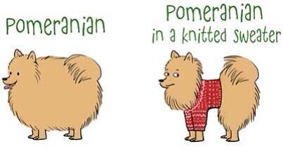 pomnamedfoxy's tweet image. Made me chuckle a little. #pomproblems #notfat #justfluffy