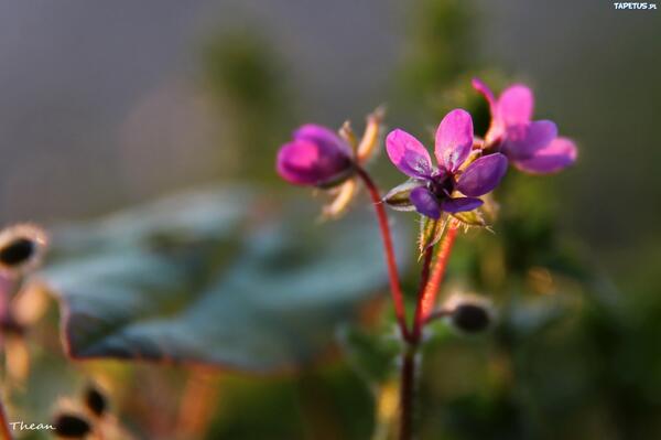 Tapetus_pl's tweet image. #Małe #Fioletowe #Kwiaty #Wallpapers #Tapety #na #Pulpit  
 
Pobierz: tapetus.pl/176393,male-fi…