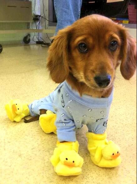 DogsDressedUp's tweet photo. All warm after a bath http://t.co/qC8kPIkDmP