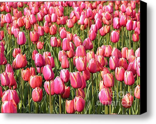 emilioereza's tweet photo. New artwork for sale! - "Tulips. Lisse. Netherlands. " - http://t.co/IWhpQllQWa @fineartamerica http://t.co/rfR9LyzOGI