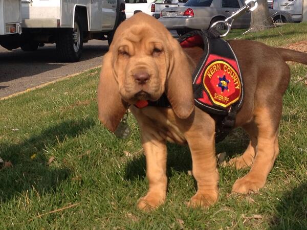 Geoff23ABC's tweet photo. #bakersfield KCSD new Bloodhound Savannah http://t.co/4HvDO92j27