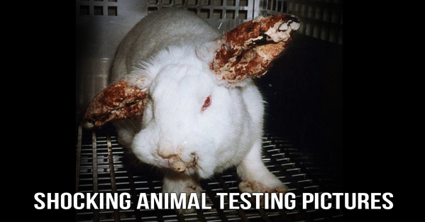 13 Shocking Photos of Animals in Labs: peta.vg/13photos

Can YOU make it through this post without crying?