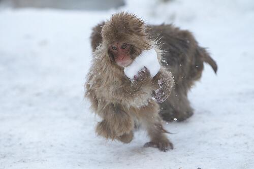FACT: Baby Japanese Macaques make snowballs. They don't use them for anything, they just like to have fun.