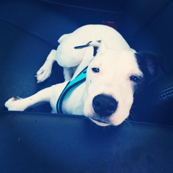 fresh &amp; clean and knocked the f out, after a trip to <a href="/DPetHotels/">D Pet Hotels</a>