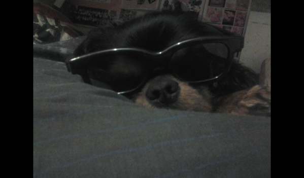 ComKitkitkat's tweet image. Heres a pic of my pooch,ava