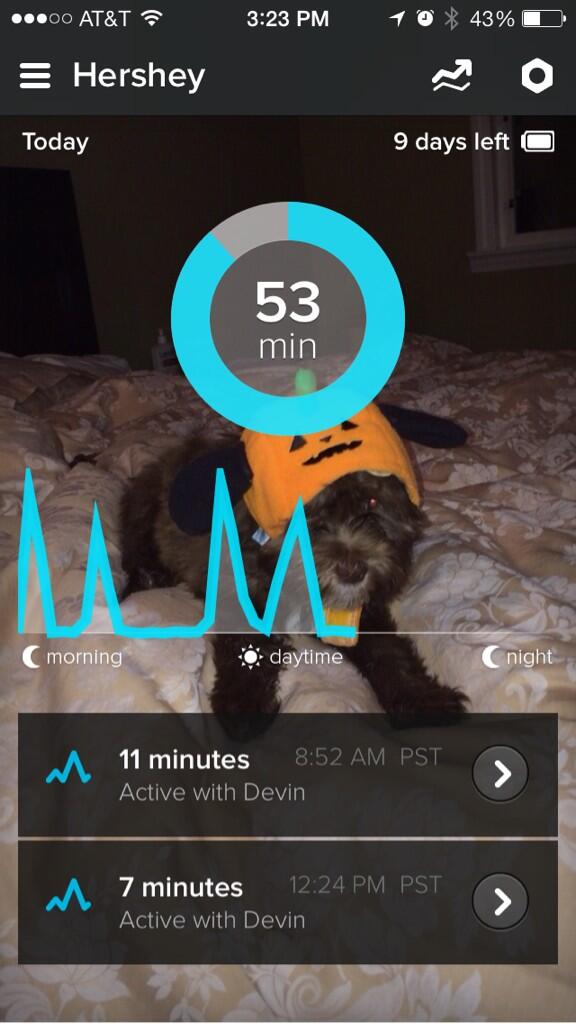 freshbrandon's tweet photo. Hershey the pup's activity today via #Whistle http://t.co/cDwKFQr7RI