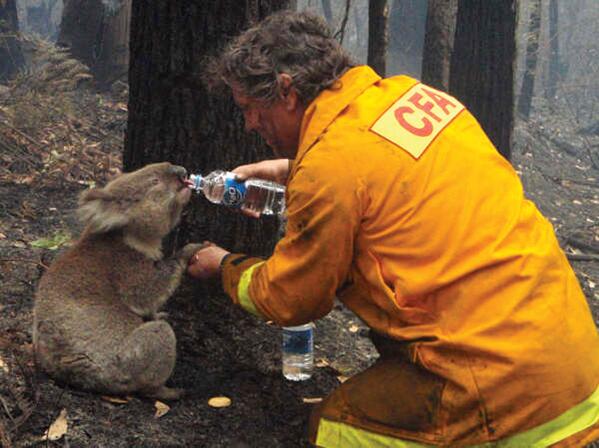 Firefighter in #Australia gives water to thirsty Koala trapped in massive bushfire.