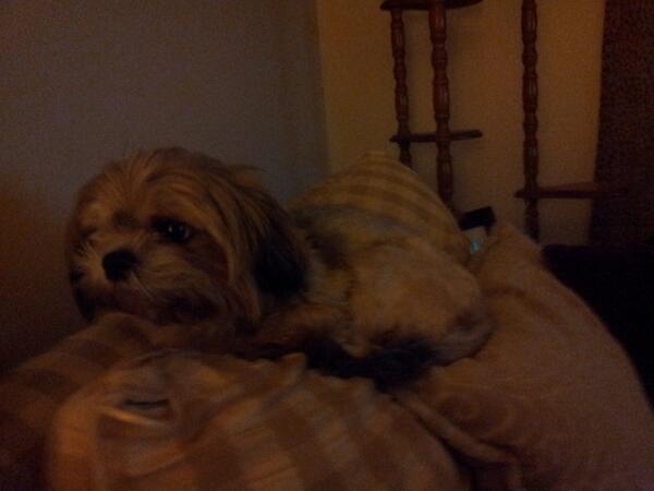 rhea_rice's tweet image. Top of the couch is the best seat in the house! Where do you doggies like to relax??
#relaxing #ranallday