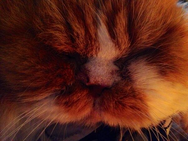 etsukomiuze's tweet image. 伊勢丹の #catissue 早く見にいきたいね〜どこにいるかにゃ。（真夜中のTくん）#ilovecat