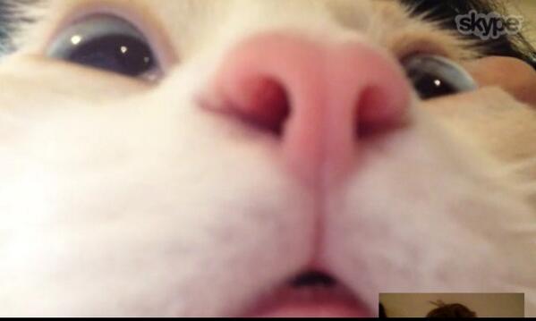 CatOverdose's tweet image. How parents skype..