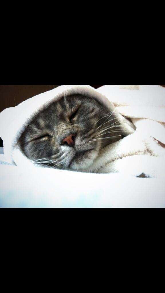 CatOverdose's tweet image. Goodnight!