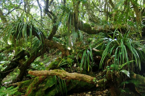 AllonsLaReunion's tweet photo. A #LaReunion, les forêts primaires sont si belles et intenses.. http://t.co/hh2oHbmBlo